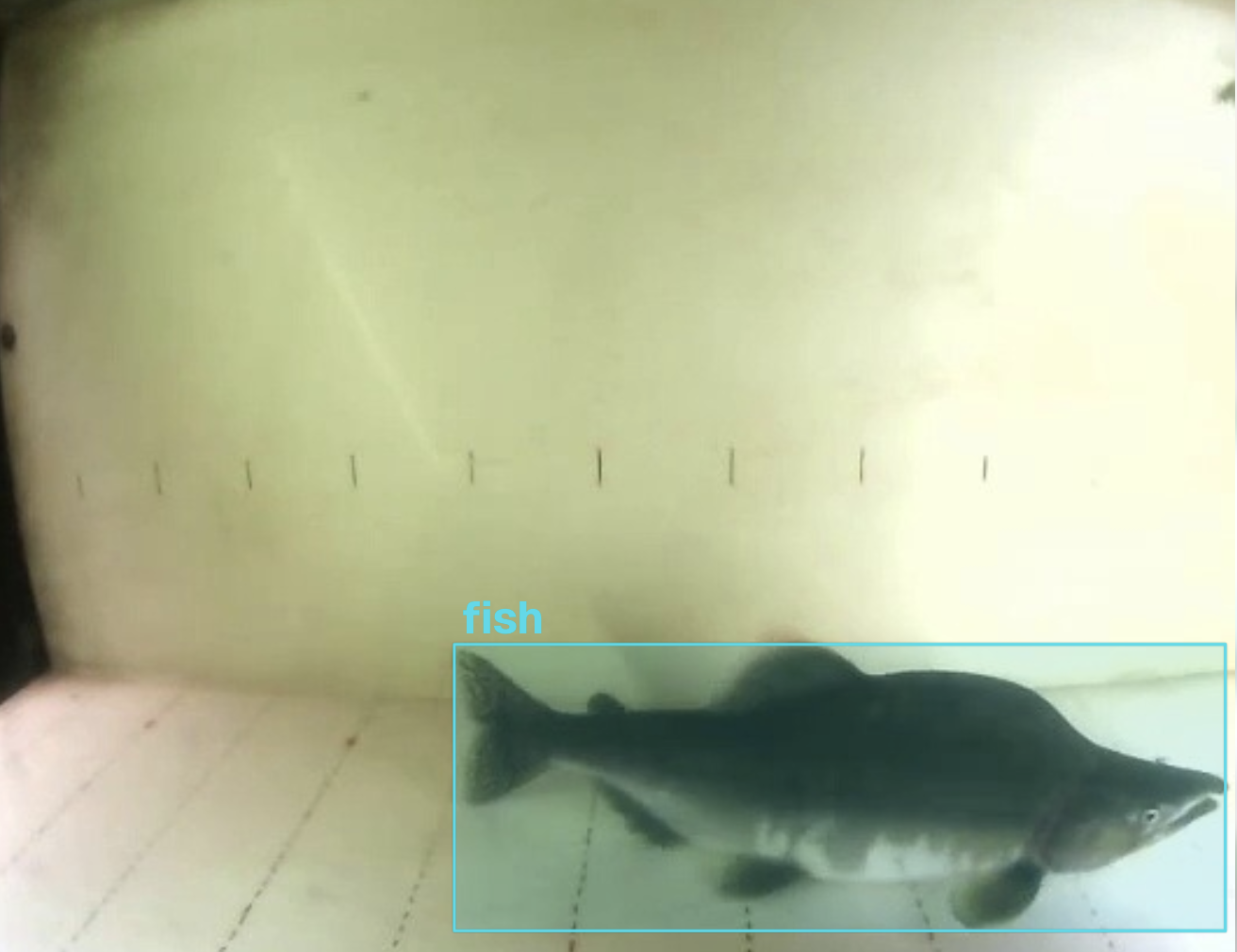 En frame fra et undervannskamera inne i kammeret. En mørk, lakseformet fisk er nede til høyre, med en cyan YOLO-bounding-box rundt seg merket «fish». Streker langs kammerveggen fungerer som lengdereferanse.